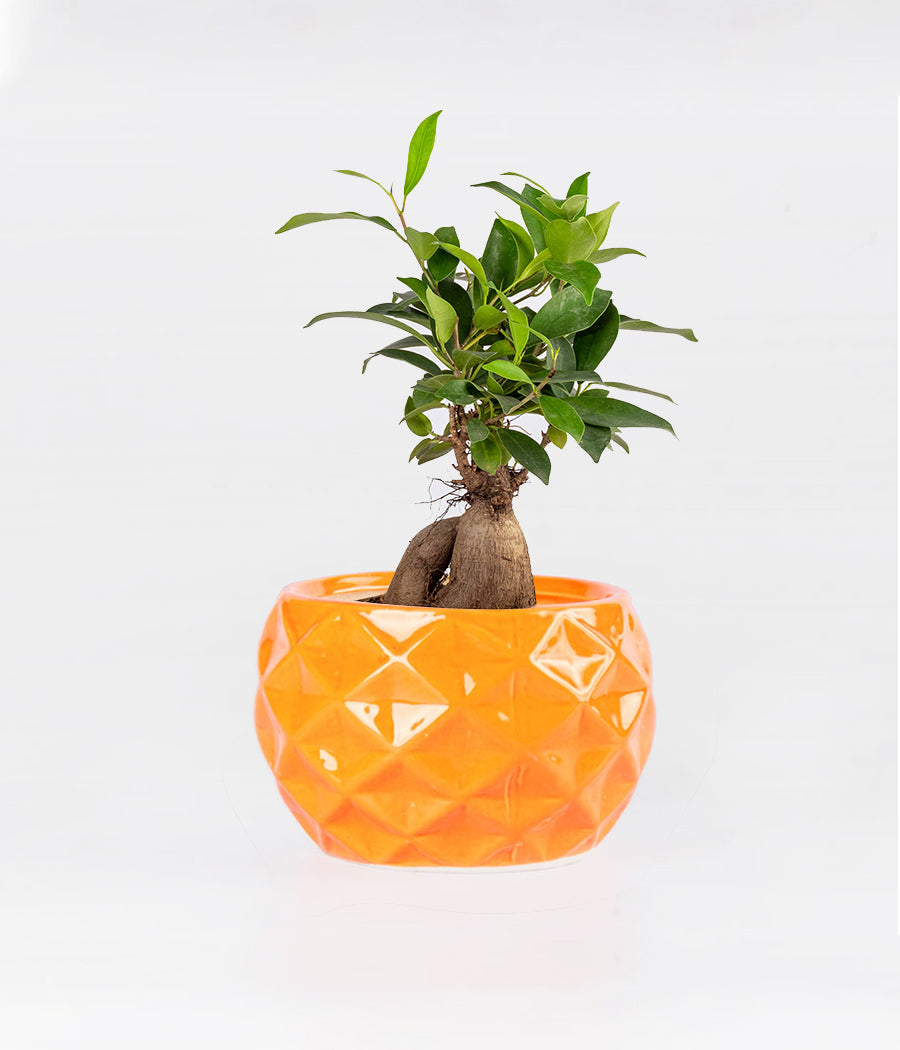 Ficus Bonsai in Diamond Cut Orange Ceramic Planter