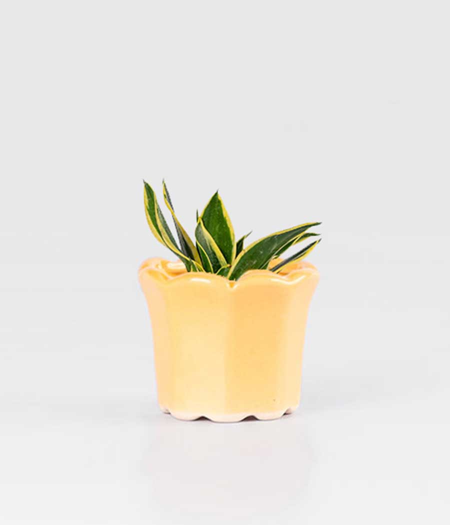 Sansevieria Lotus In Tulip-Shaped Planter