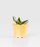 Sansevieria Lotus plant In Tulip-Shaped Planter