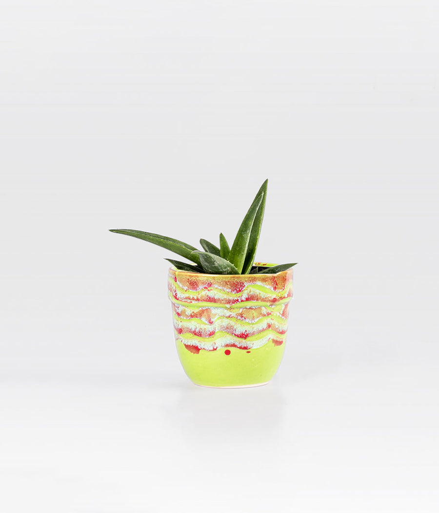 Aloevera In Red & Green Glazed Planter