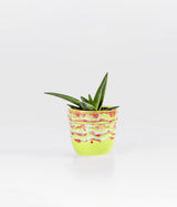 Aloevera In Red & Green Glazed Planter
