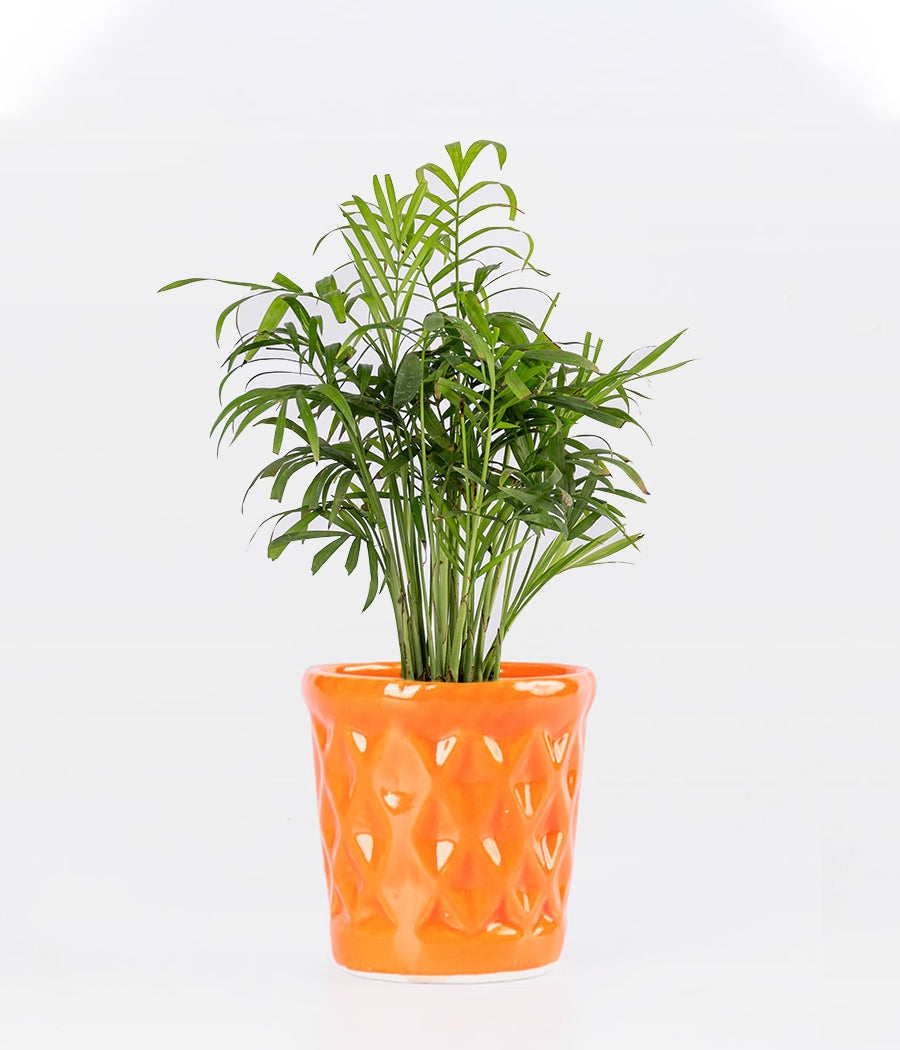 Chamaedorea Palm in Diamond Shaped Planter
