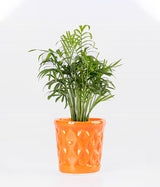 Chamaedorea Palm in Diamond Shaped Planter