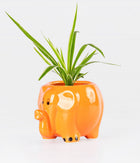 Chlorophytum Spider Plant In Orange Ceramic Elephant Planter
