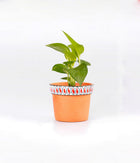 Money Plant in Round Elephant - Handcrafted