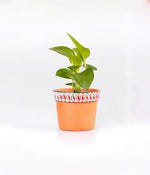 Money Plant in Round Elephant - Handcrafted