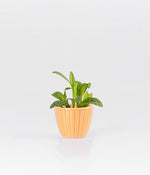 Cecilia Plant with Planter