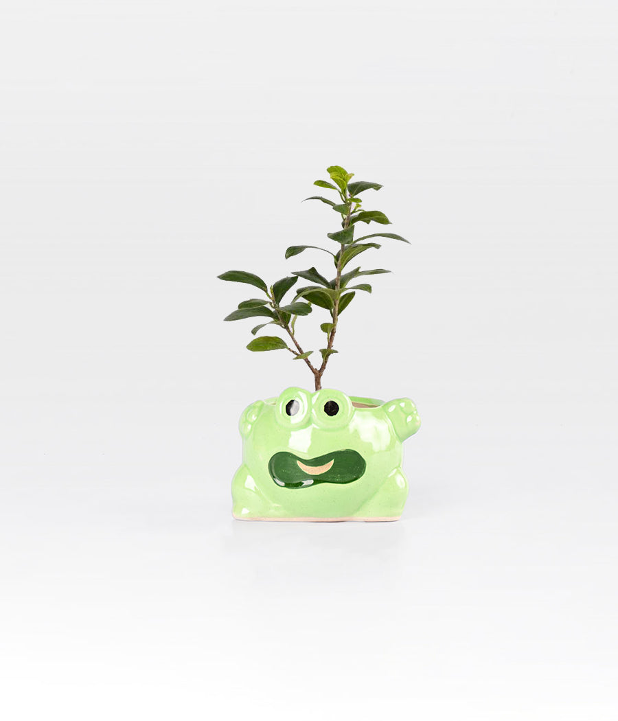 Ficus Compacta plant in Frog Planter – Green