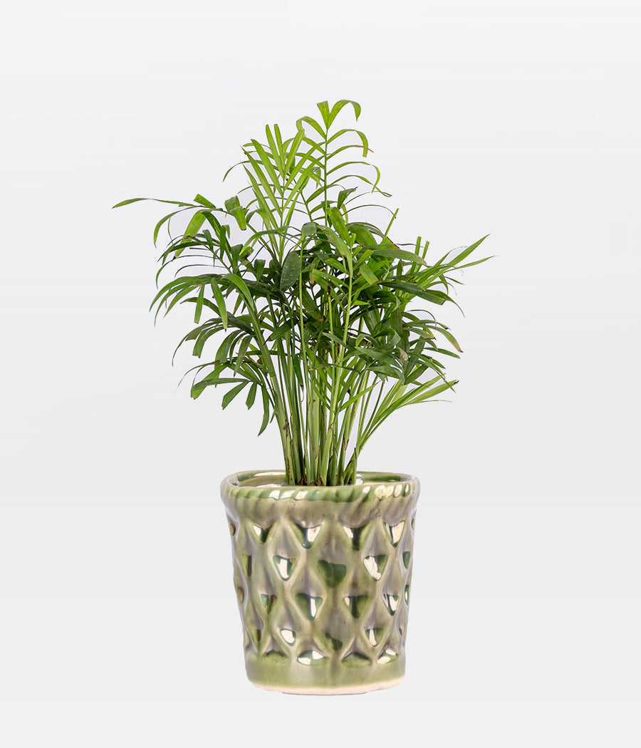 Chamaedorea Palm Plant in Dark Green Ceramic Pot