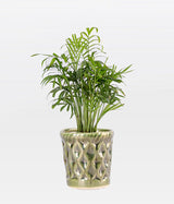 Chamaedorea Palm Plant in Dark Green Ceramic Pot