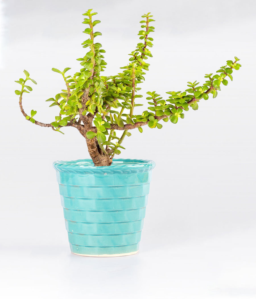 Jade Plant In Light Blue Ceramic Planter