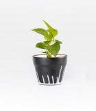 Money Plant in Planter