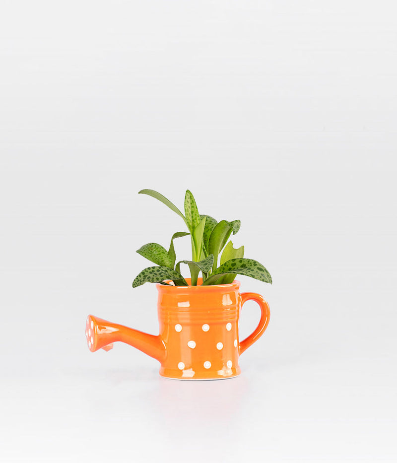 Cecilia Plant pot