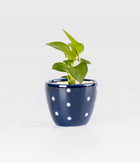 Money Plant in Round Elephant - Handcrafted