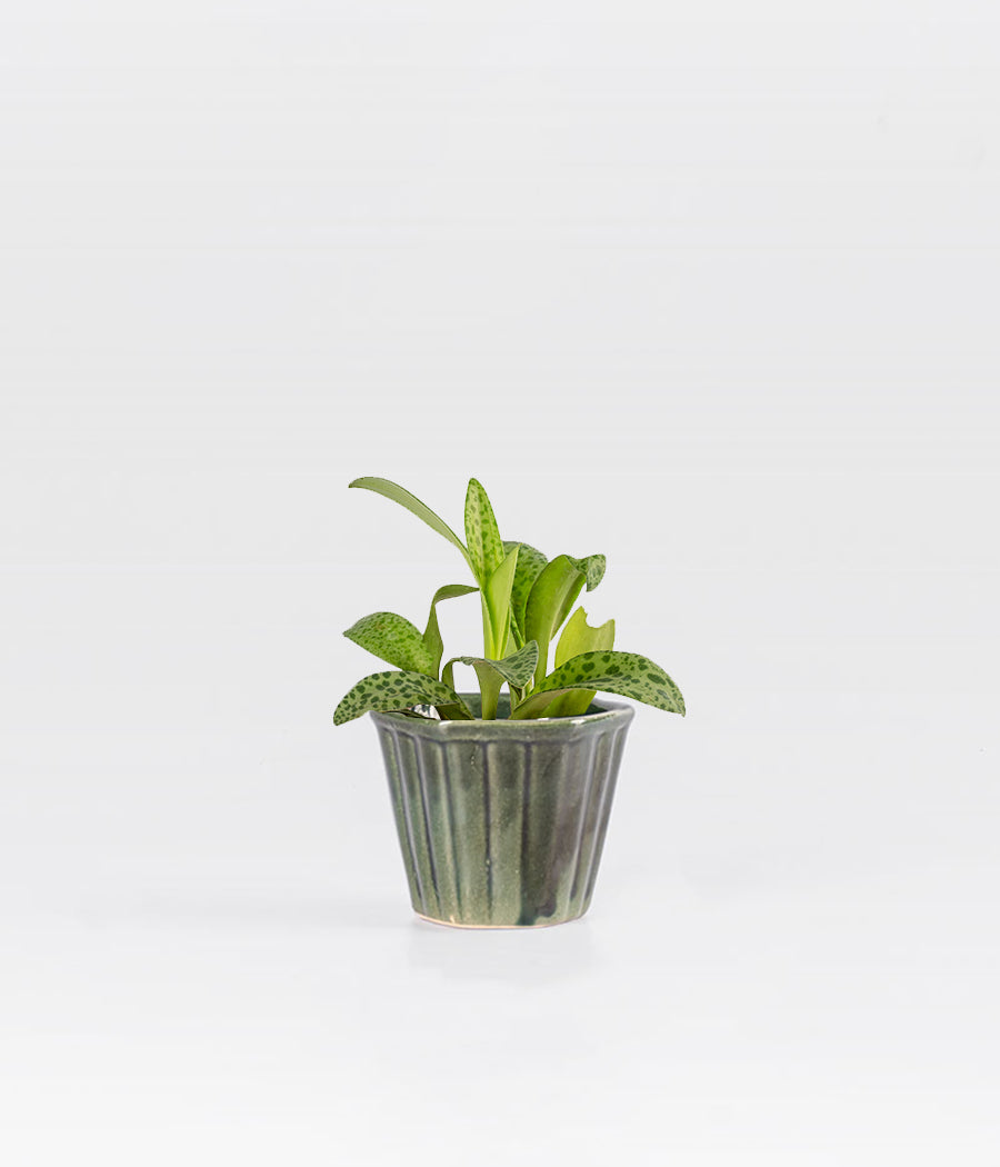 Cecilia Plant with pot