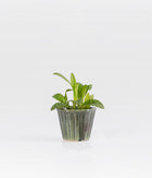 Cecilia Plant with pot