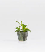 Cecilia Plant with pot