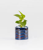 Money Plant in Round Elephant - Handcrafted