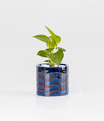 Money Plant in Round Elephant - Handcrafted