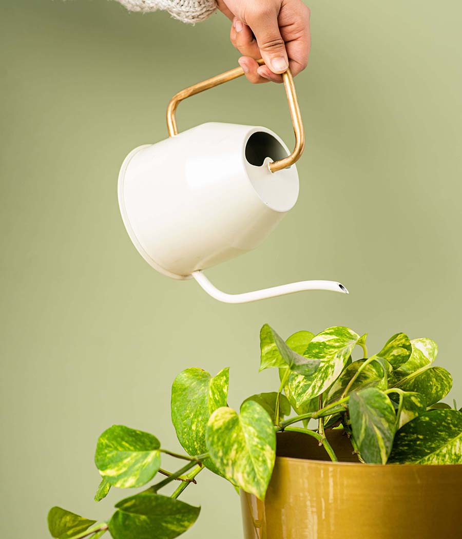 Watering Can/Kettle In Ivory/Gold Colour