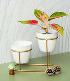 Aravalii Mini Desk Planter with stand set of 2
