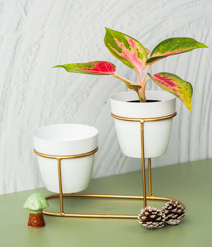 Twin Ivory Pots with Golden Stand