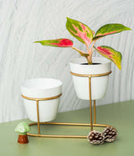 Aravalii Mini Desk Planter with stand set of 2