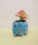 Aglaonema Pink Plant in Blue Elephant Ceramic Pot