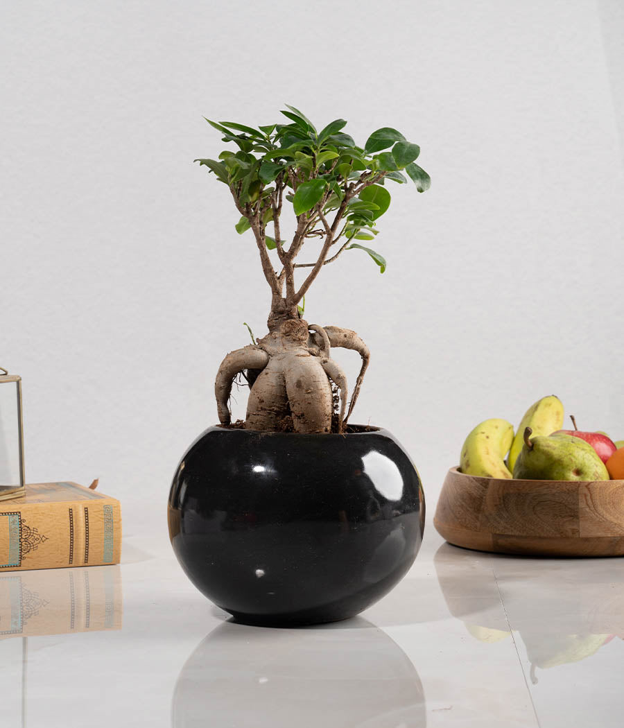 Ficus Bonsai in Round Planter