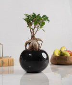 Ficus Bonsai Plant in Round Planter