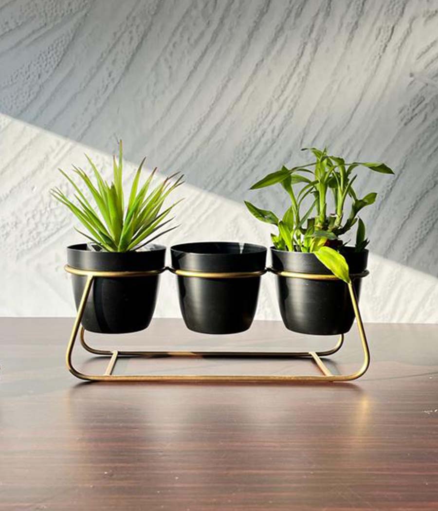 Desktop Planter