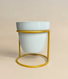 Single Mini Desk Planter With Golden Stand