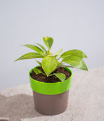 Philodendron Birkin in Sunny-side Planter