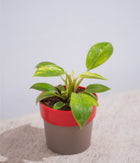 Philodendron Birkin in Sunny-side Planter