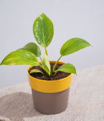 Philodendron Birkin in Sunny-side Planter