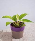 Philodendron Birkin in Sunny-side Planter