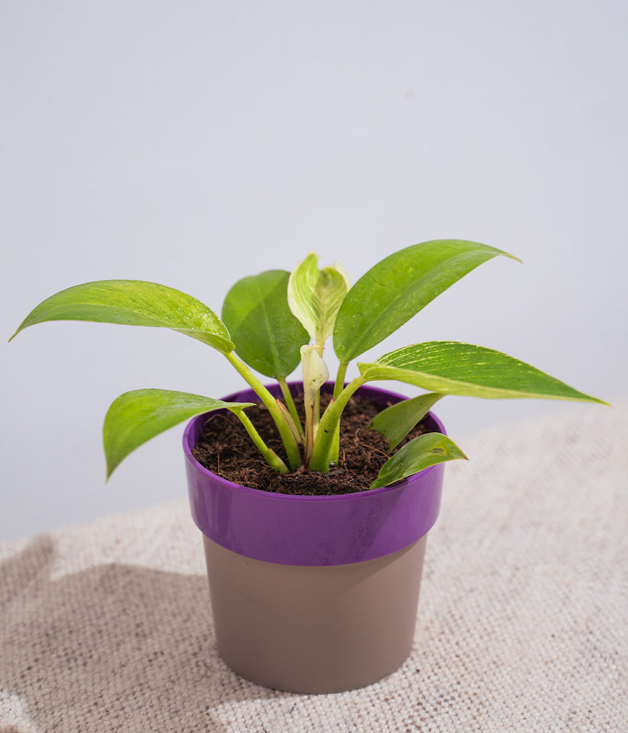 Philodendron Birkin in Sunny-side Planter