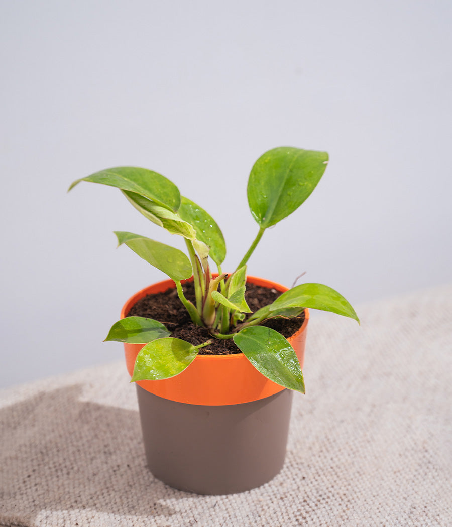 Philodendron Birkin in Sunny-side Planter