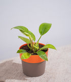 Money Plant in Orange Sunny-side Planter