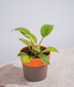 Money Plant in Orange Sunny-side Planter
