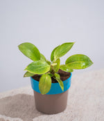 Philodendron Birkin in Sunny-side Planter