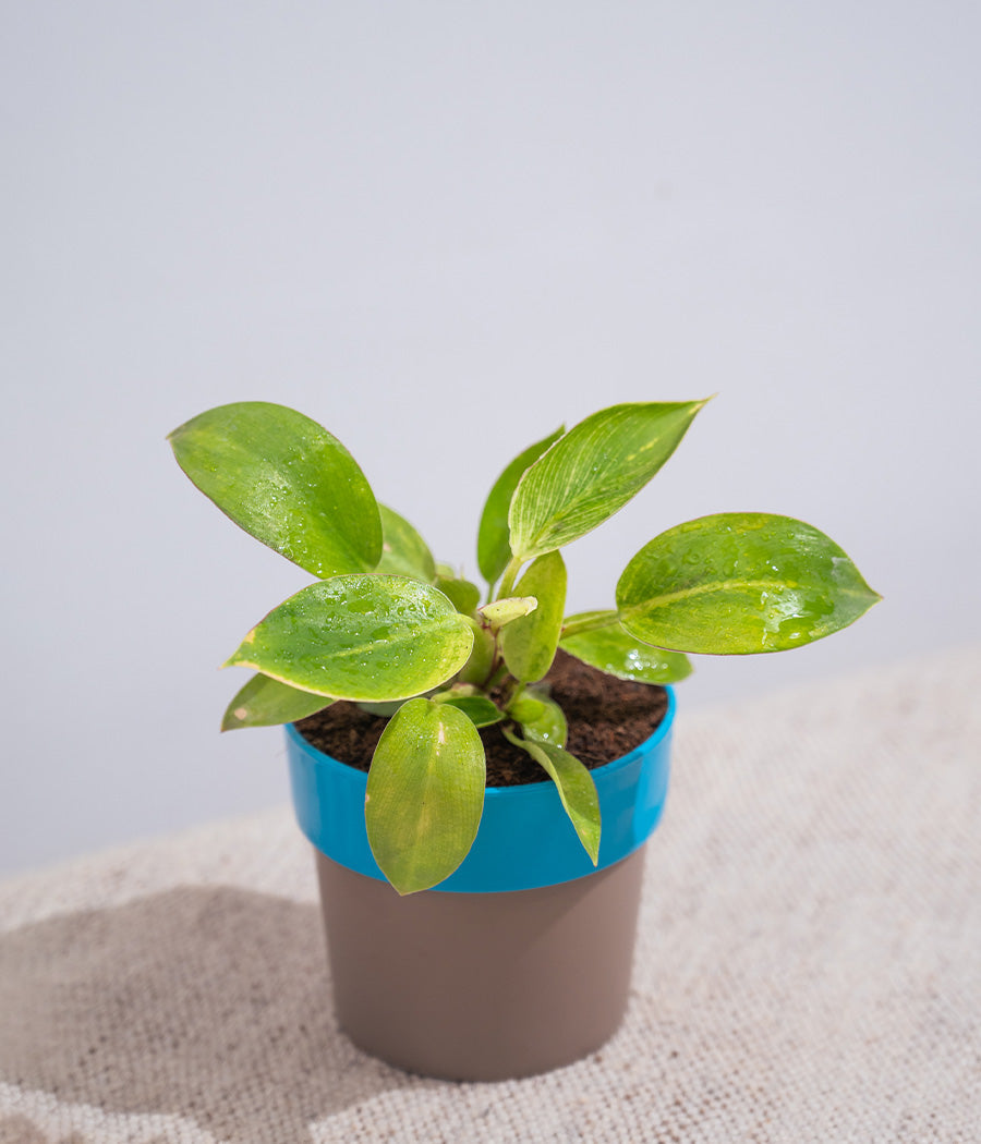 Philodendron Birkin in Sunny-side Planter