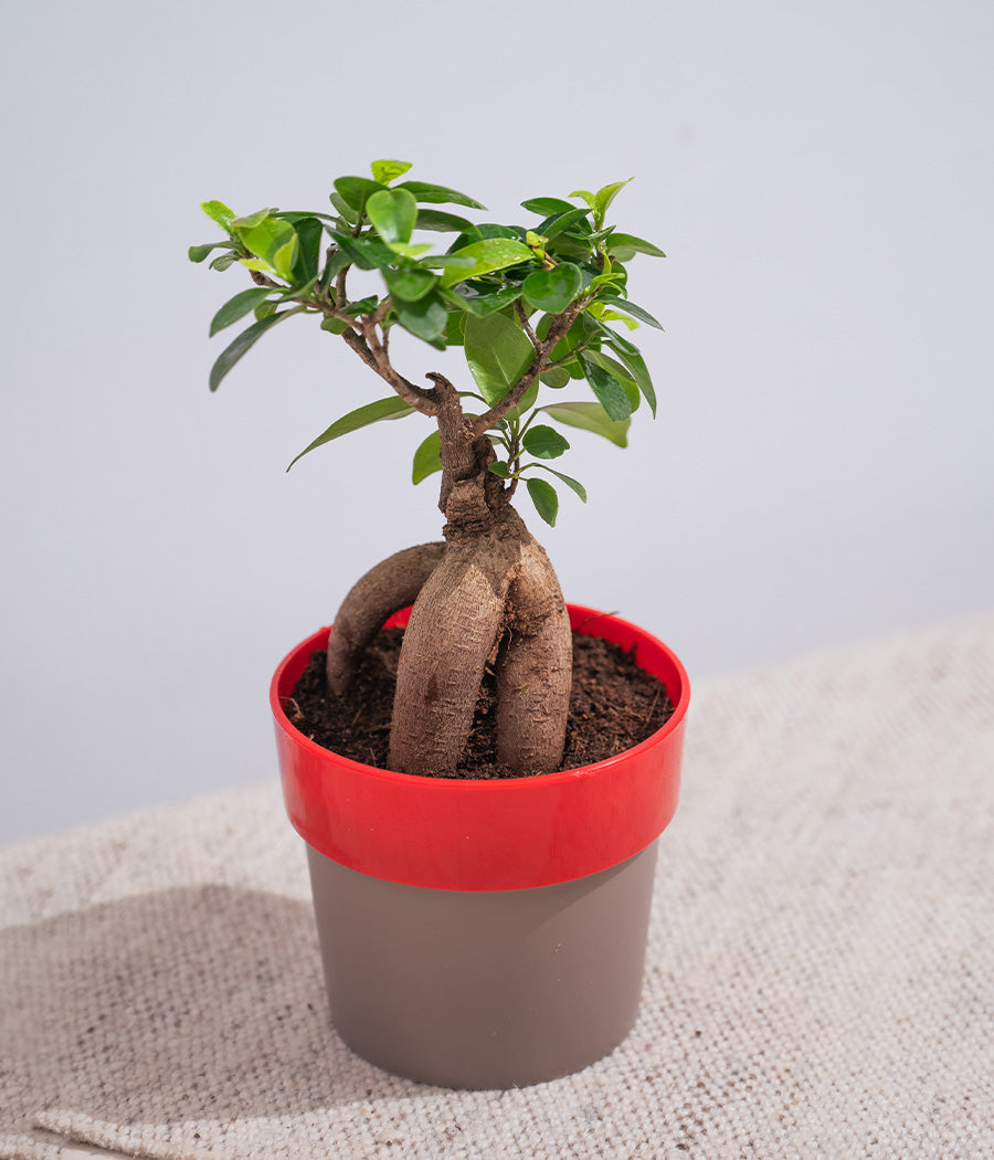Ficus Bonsai in Sunny-side Planter
