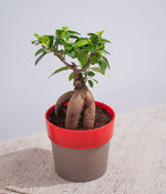 Ficus Bonsai in Sunny-side Planter
