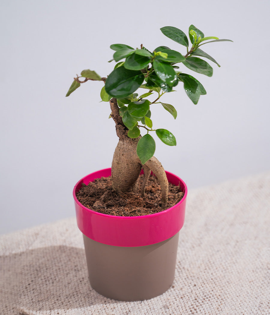 Ficus Bonsai in Sunny-side Planter