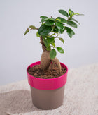 Ficus Bonsai in Sunny-side Planter