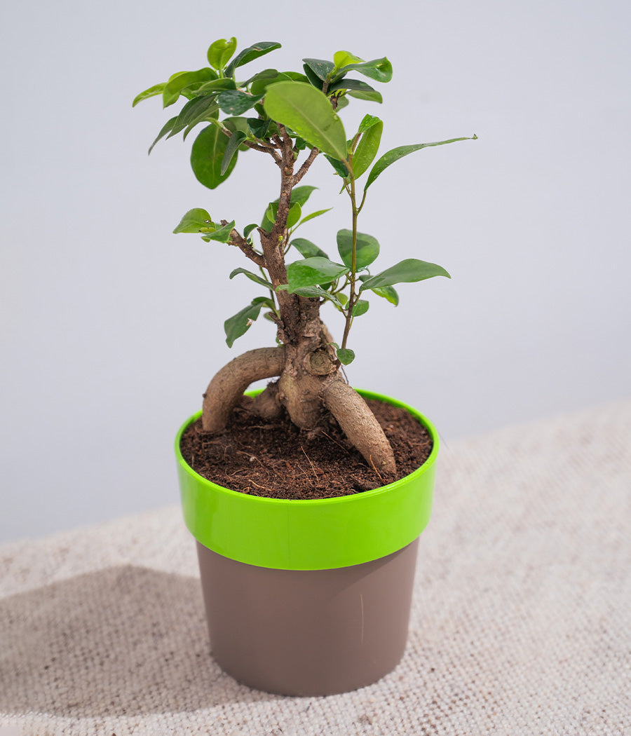 Ficus Bonsai in Sunny-side Planter