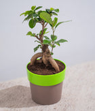 Ficus Bonsai in Sunny-side Planter