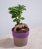 Ficus Bonsai in Sunny-side Planter