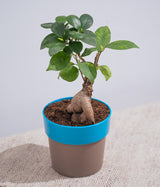 Ficus Bonsai in Sunny-side Planter